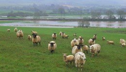 Best practice treatment of sheep parasites 